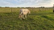 Pouliche cremello 