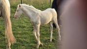 Pouliche cremello 