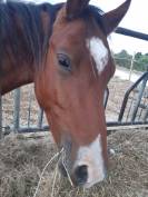 Poulain 14 mois