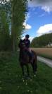 Jument sbs 14 ans pour loisirs 