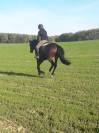 Jument sbs 14 ans pour loisirs 
