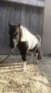 Poney Shetland 