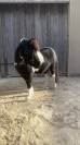 Poney Shetland 