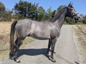 Hongre Anglo Arabe 3 ans