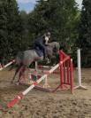 Hongre Anglo Arabe 3 ans