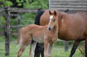 Foal PFS 2026 par Gold &Eacute;ternel Poune&rsquo;s 