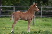 Foal PFS 2026 par Gold &Eacute;ternel Poune&rsquo;s 