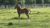 Foal PFS 2026 par Gold &Eacute;ternel Poune&rsquo;s 