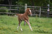 Foal PFS 2026 par Gold &Eacute;ternel Poune&rsquo;s 