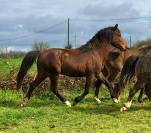 Poney welsh pony 