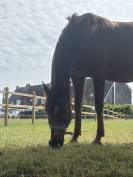 &Agrave; VENDRE &mdash; Luna, jument de 16 ans, polyvalente