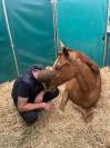 Hongre 5 ans Candy de Nantuel x Vagabond de la pomme 
