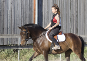 Jument pur sang lusitanien 5ans 