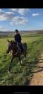 Jument pur sang lusitanien 5ans 