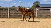 Quarter Horse - Jument - 3 ans - Reining