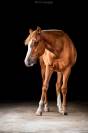 Quarter Horse - Jument - 3 ans - Reining