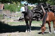 Caballo castrado Silla Franc&eacute;s En venta 2021 Bayo moreno por DOMINATOR 2000 Z (BEL) Z 2010