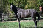 Caballo castrado Silla Franc&eacute;s En venta 2021 Bayo moreno por DOMINATOR 2000 Z (BEL) Z 2010