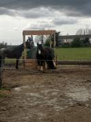 Pension chevaux et poneys au pr&eacute; en troupeau 