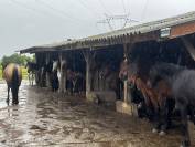 Pension chevaux et poneys au pr&eacute; en troupeau 