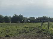 Pension chevaux et poneys au pr&eacute; en troupeau 
