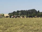 Pension chevaux et poneys au pr&eacute; en troupeau 