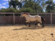 Quarter Horse - entier - 1 ans - Lign&eacute;e reining
