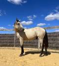 Quarter Horse - entier - 1 ans - Lign&eacute;e reining