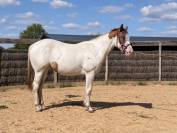 As Sweety Hot Legend - Pouliche - Paint horse - Tovero 
