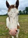 As Sweety Hot Legend - Pouliche - Paint horse - Tovero 