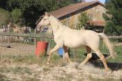 Poulain Champagne Dun