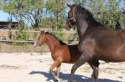 Jolie pouliche OC top origines, devrait toiser 1m55