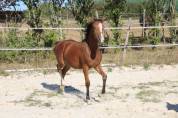 Jolie pouliche OC top origines, devrait toiser 1m55