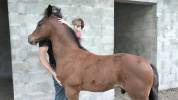 Yearling Air Jordan / Adorado