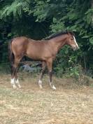 Yearling Air Jordan / Adorado