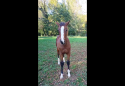 Yearling Air Jordan / Adorado