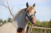 Etalon Demi Sang Arabe - Rare sur le March&eacute; - 