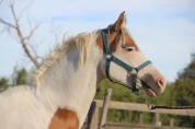 Etalon Demi Sang Arabe - Rare sur le March&eacute; - 