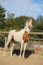 Etalon Demi Sang Arabe - Rare sur le March&eacute; - 