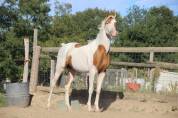 Etalon Demi Sang Arabe - Rare sur le March&eacute; - 