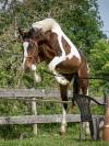 Jeune cheval d'avenir