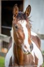 Jeune cheval d'avenir