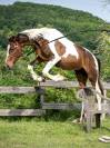 Jeune cheval d'avenir
