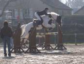 Jeune cheval d'avenir