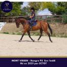 Hongre 5 ans env 1m68 top mental