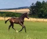 Foal m&acirc;le orient&eacute; CCE/CSO