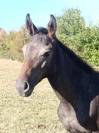 Foal m&acirc;le orient&eacute; CCE/CSO