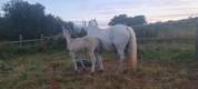 Veulen (ml) Highland Te koop 2026 Schimmel ,  BALMORAL MAC GREGOR