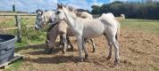 Veulen (ml) Highland Te koop 2026 Schimmel ,  BALMORAL MAC GREGOR