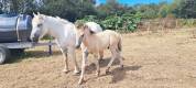 Veulen (ml) Highland Te koop 2026 Schimmel ,  BALMORAL MAC GREGOR
